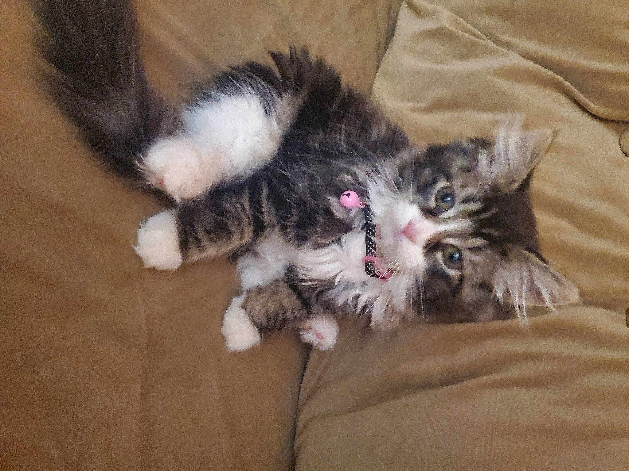 Stinky Boots is registered to the contest to win money with this photo: british_longhair, carnivore, cat, claw, comfort, companion_dog, dog_breed, eye, felidae, foot, fur, hardwood, paw, small_to_medium_sized_cats, snout, tail, terrestrial_animal, whiskers