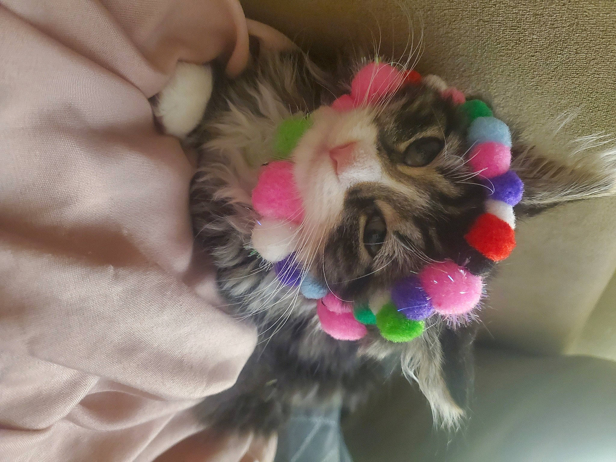Stinky Boots is registered to the contest to win money with this photo: animal_product, cat_toy, ear, fashion_accessory, feather, fiber, fur, hair_accessory, liver, magenta, nail, natural_material, paw, thumb, wrist