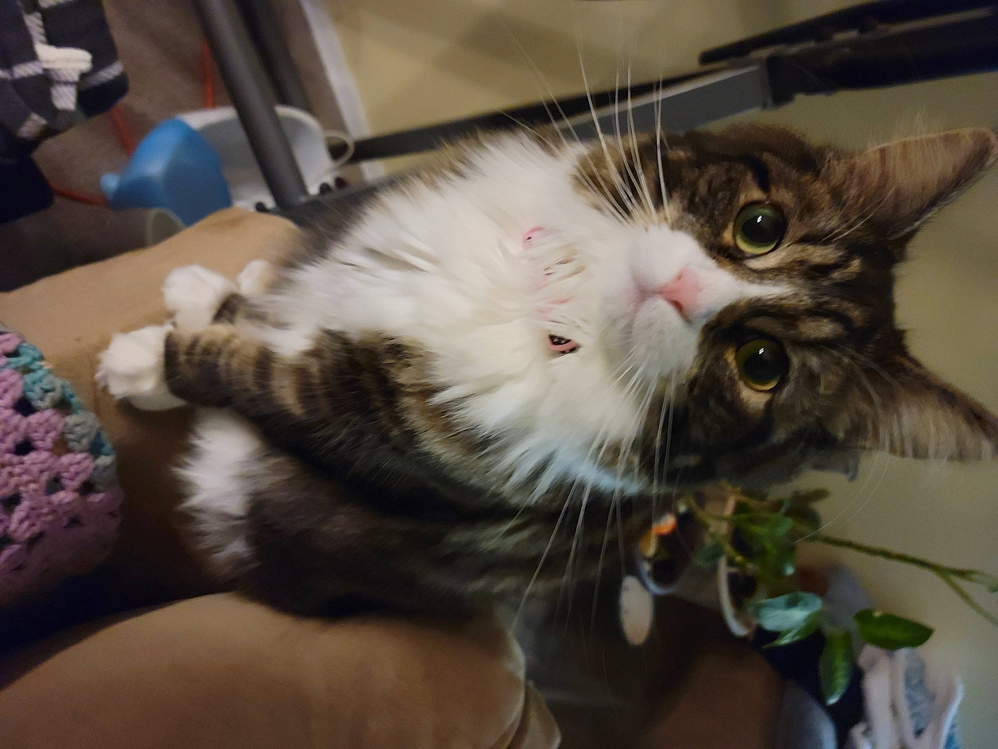 Stinky Boots is registered to the contest to win money with this photo: carnivore, cat, claw, domestic_short_haired_cat, felidae, flowerpot, fur, houseplant, mammal, paw, plant, small_to_medium_sized_cats, snout, tail, vertebrate, whiskers