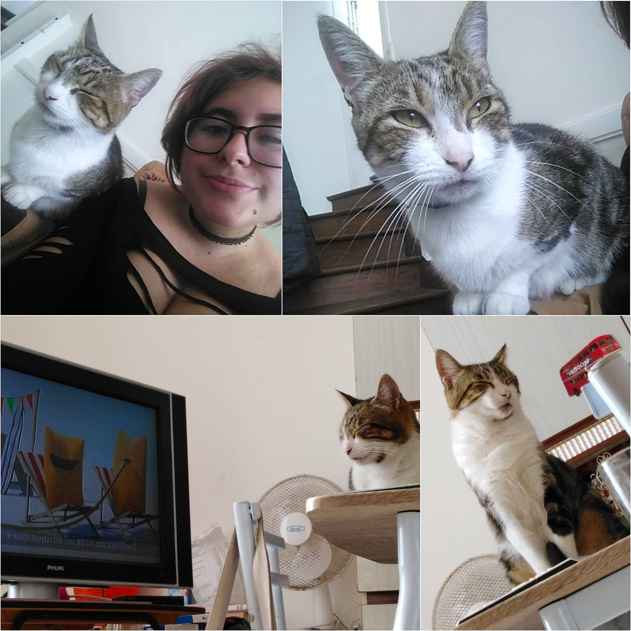 Minette a rejoint le concours — aidez-le/la à gagner de superbes lots ! aegean_cat, asian, carnivore, cat, domestic_short_haired_cat, european_shorthair, felidae, kitten, person, polydactyl_cat, small_to_medium_sized_cats, tabby_cat, whiskers