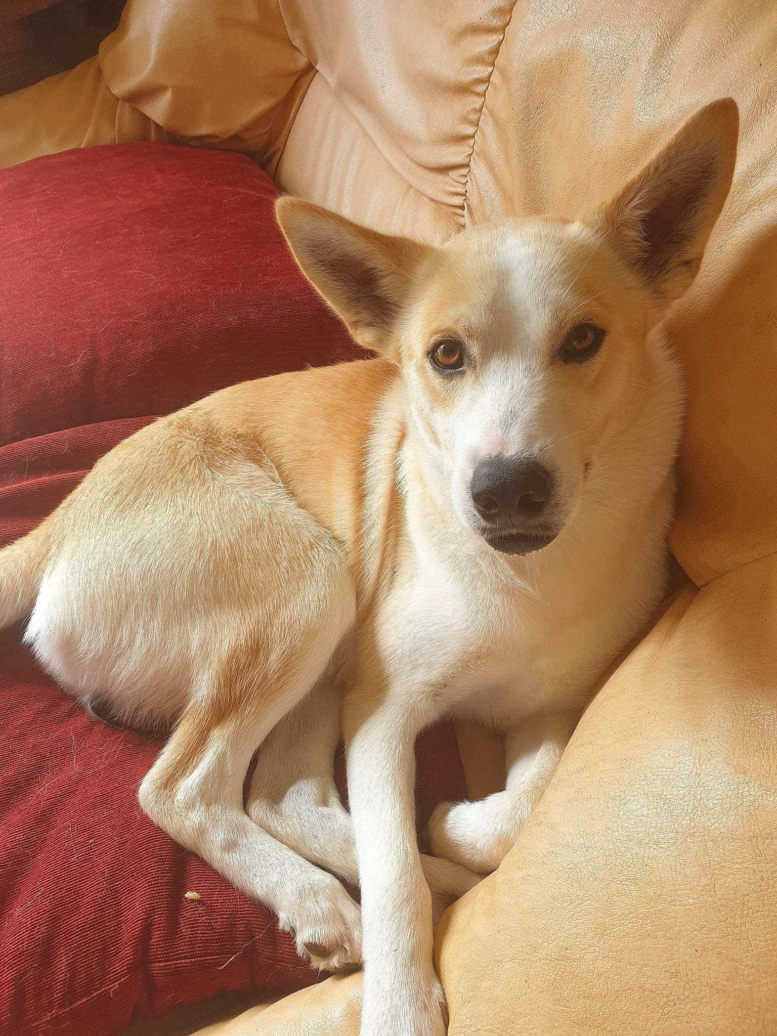 Lasco participe au concours pour gagner de l'argent avec cette photo : aspin, canaan_dog, canidae, carnivore, carolina_dog, corgi_chihuahua, dog, dog_breed, fawn, mammal, pariah_dog, rare_breed_dog, street_dog, vertebrate