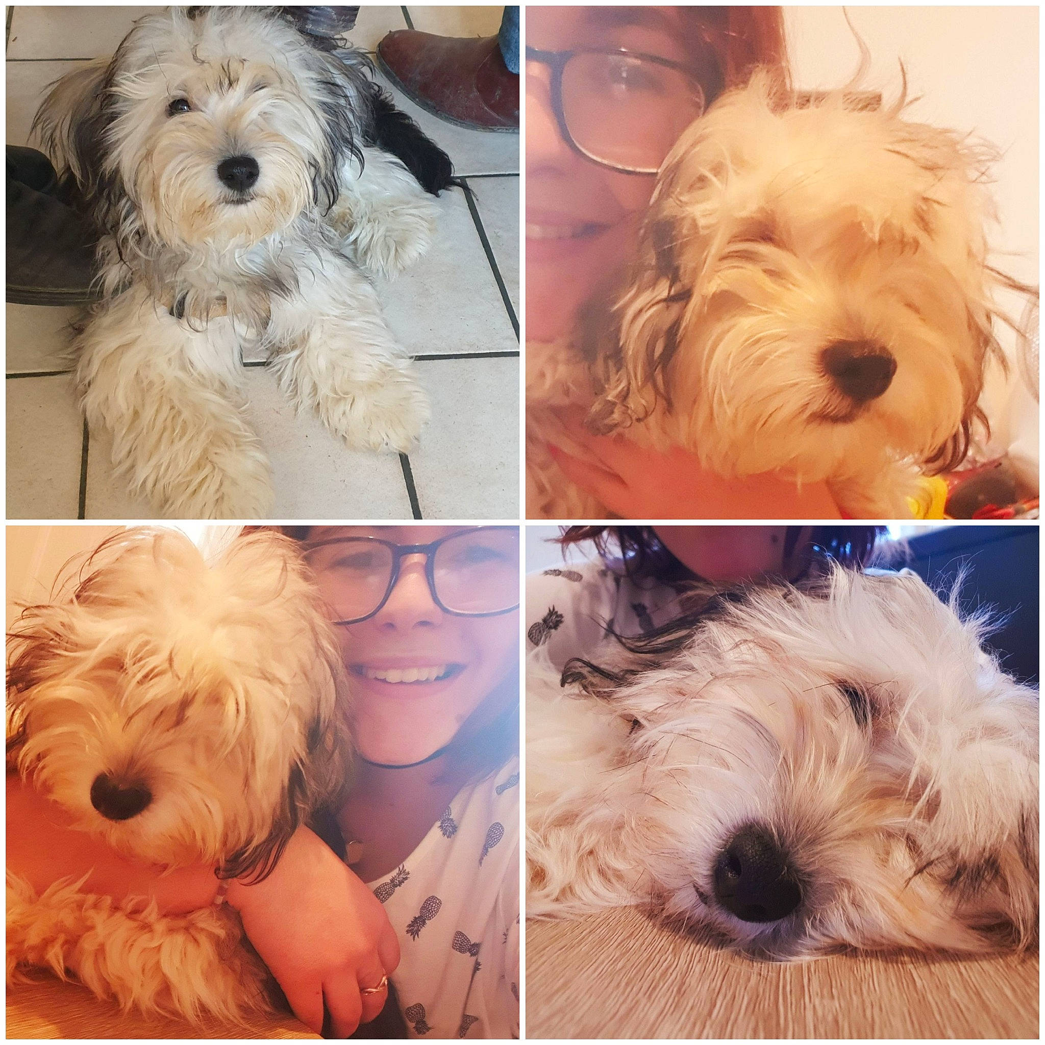 Speedy a rejoint le concours — aidez-le/la à gagner de superbes lots ! canidae, carnivore, cockapoo, companion_dog, coton_de_tulear, dog, dog_breed, havanese, joy, maltepoo, maltese, mammal, nose, old_english_sheepdog, person, sapsali, schnoodle, snout, terrier, tibetan_terrier