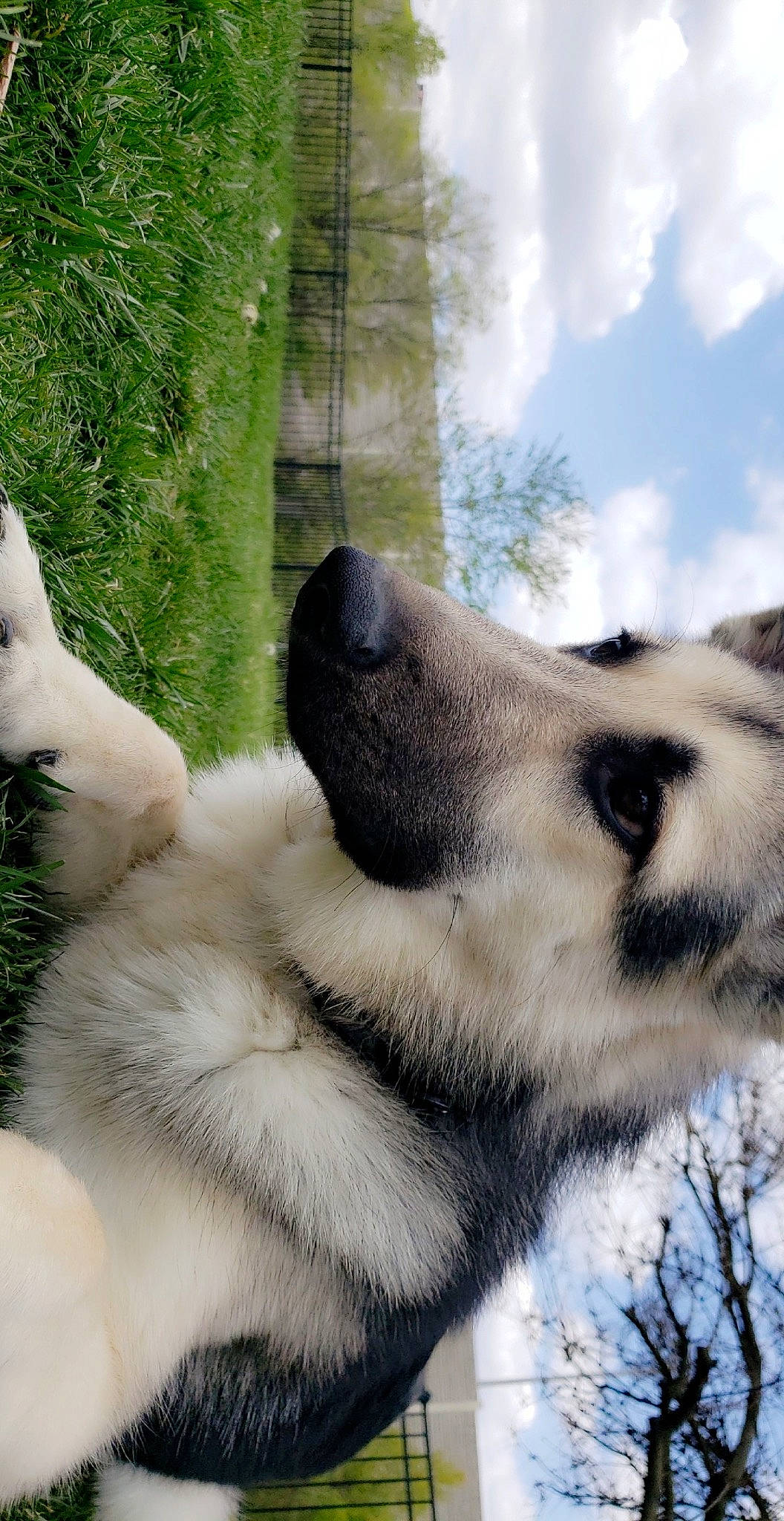 Zeus joined the competition — help win amazing prizes! canidae, canis, carnivore, cloud, companion_dog, dog, dog_breed, fawn, fur, paw, plant, sky, snout, sporting_group, terrestrial_animal, tree, whiskers, wildlife, wolf, working_animal