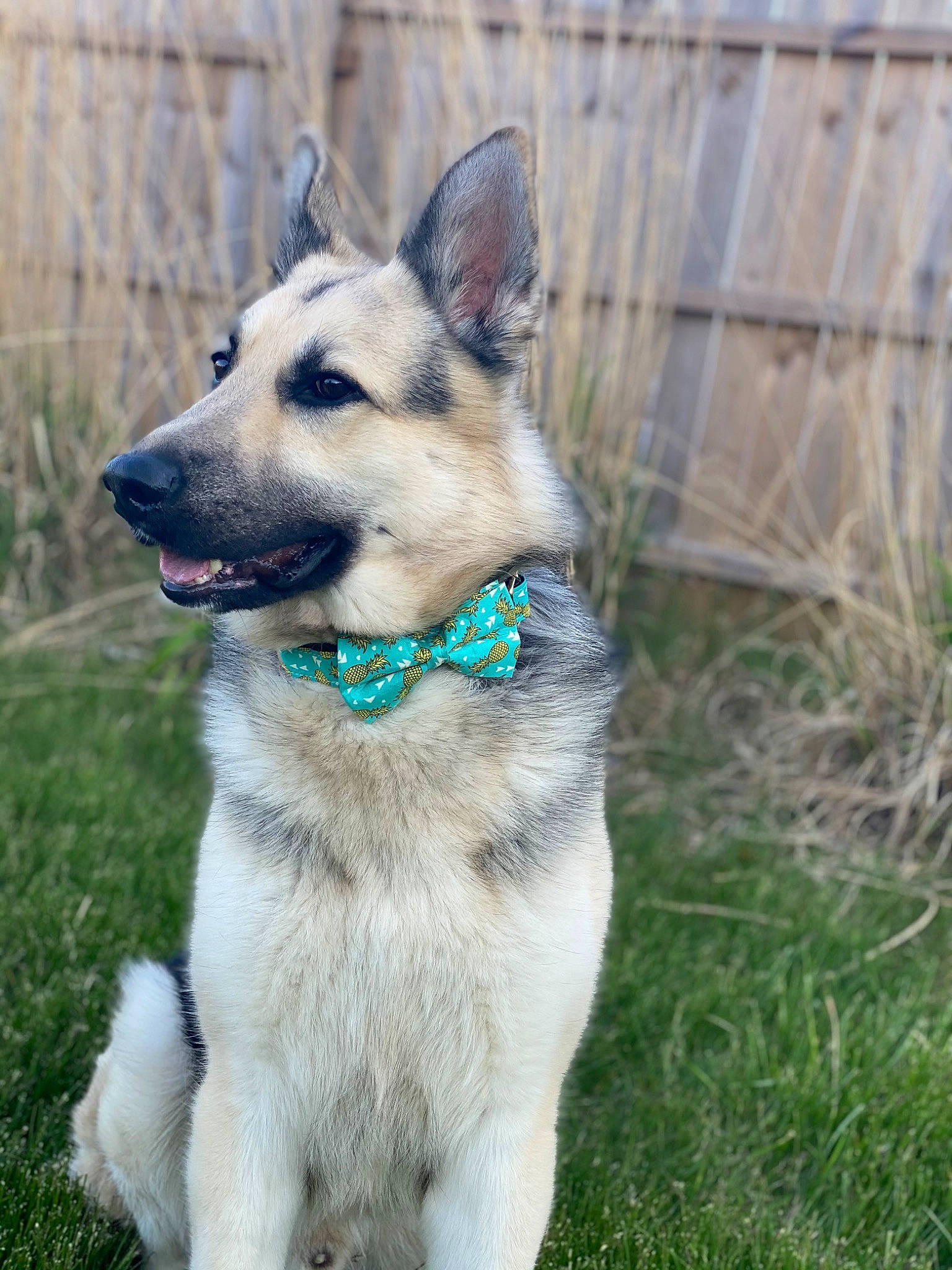 Zeus is registered to the contest to win money with this photo: canidae, carnivore, collar, companion_dog, dog, dog_breed, dog_collar, dog_supply, fawn, fur, grass, herding_dog, leash, pet_supply, snout, sporting_group, tail, terrestrial_animal, working_animal, working_dog