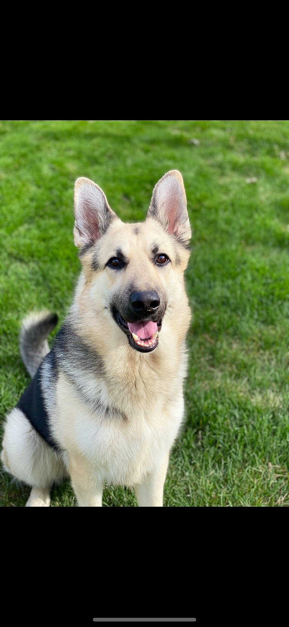 Zeus joined the competition — help win amazing prizes! ancient_dog_breeds, canidae, carnivore, collar, companion_dog, dog, dog_breed, dog_supply, fang, foot, grass, herbaceous_plant, herding_dog, pet_supply, plant, snout, sporting_group, working_animal, working_dog