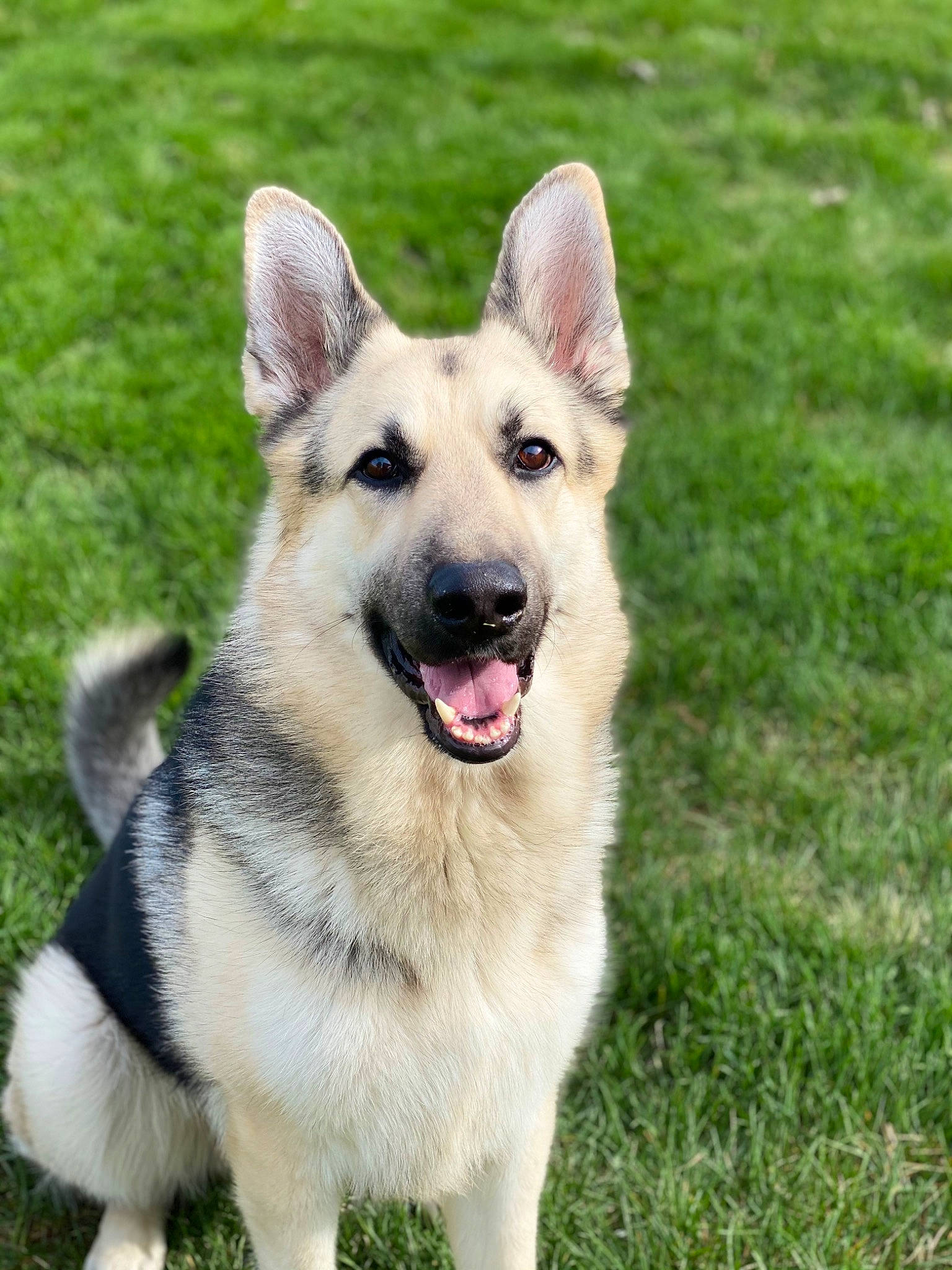 Zeus joined the competition — help win amazing prizes! ancient_dog_breeds, canidae, carnivore, collar, companion_dog, dog, dog_breed, fang, fawn, foot, grass, herbaceous_plant, herding_dog, plant, snout, sporting_group, terrestrial_animal, working_animal, working_dog