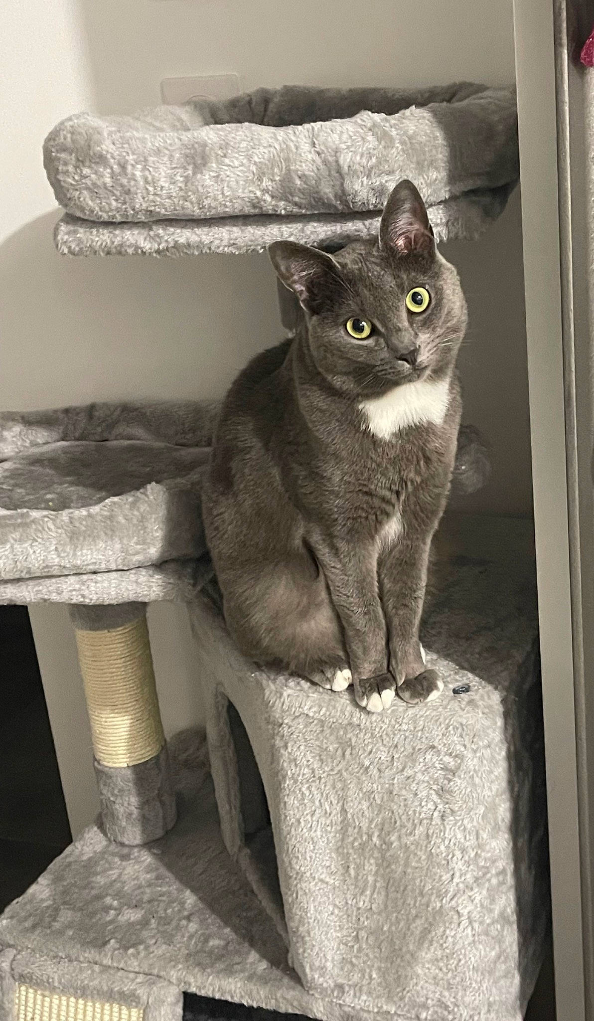 Yumi participe au concours pour gagner de l'argent avec cette photo : black_and_white, carnivore, cat, cat_supply, domestic_short_haired_cat, felidae, fur, grey, monochrome, monochrome_photography, paw, russian_blue, sitting, small_to_medium_sized_cats, snout, still_life_photography, tail, whiskers, white, window