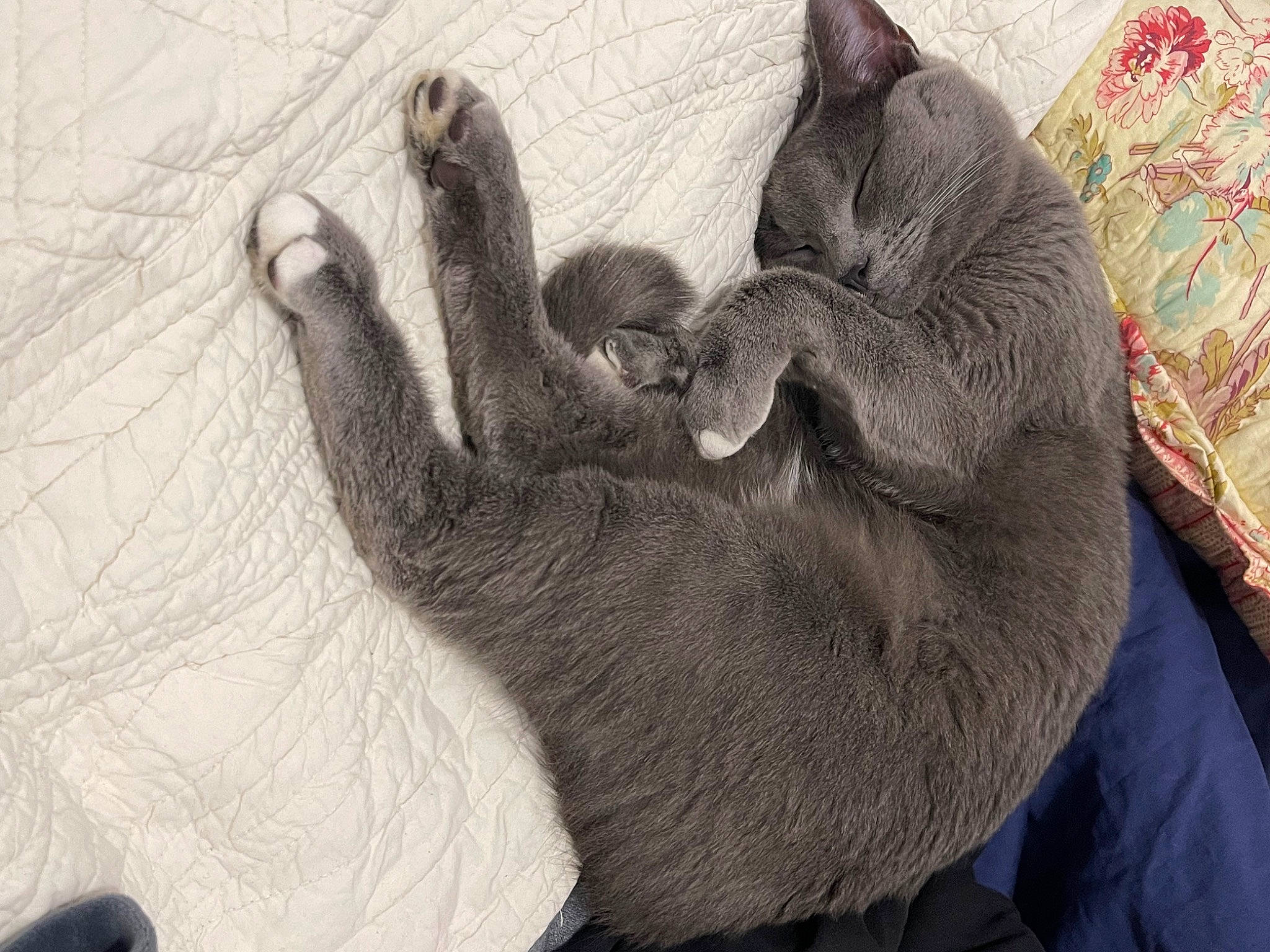 Yumi a rejoint le concours — aidez-le/la à gagner de superbes lots ! black_cat, canidae, carnivore, cat, claw, comfort, dog_breed, domestic_short_haired_cat, felidae, fur, gesture, grey, paw, russian_blue, small_to_medium_sized_cats, sporting_group, tail, terrestrial_animal, whiskers, working_animal