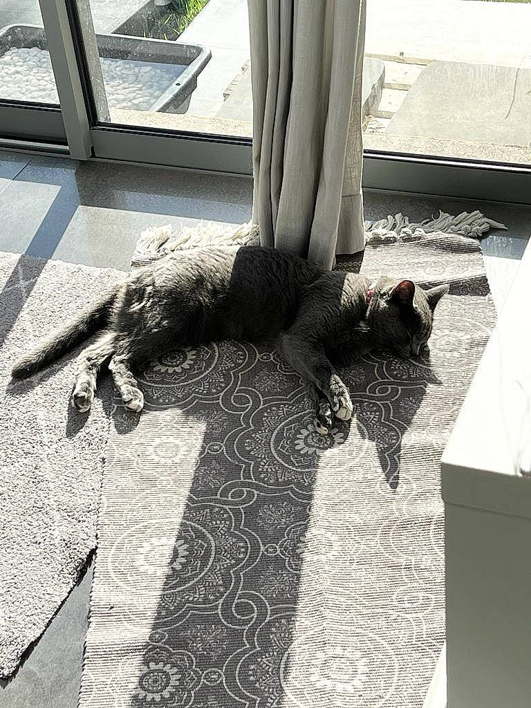 Yumi participe au concours pour gagner de l'argent avec cette photo : asphalt, claw, felidae, floor, flooring, foot, fur, grass, grey, human_leg, monochrome, monochrome_photography, pattern, road_surface, shadow, sidewalk, sunglasses, tail, tree, wood