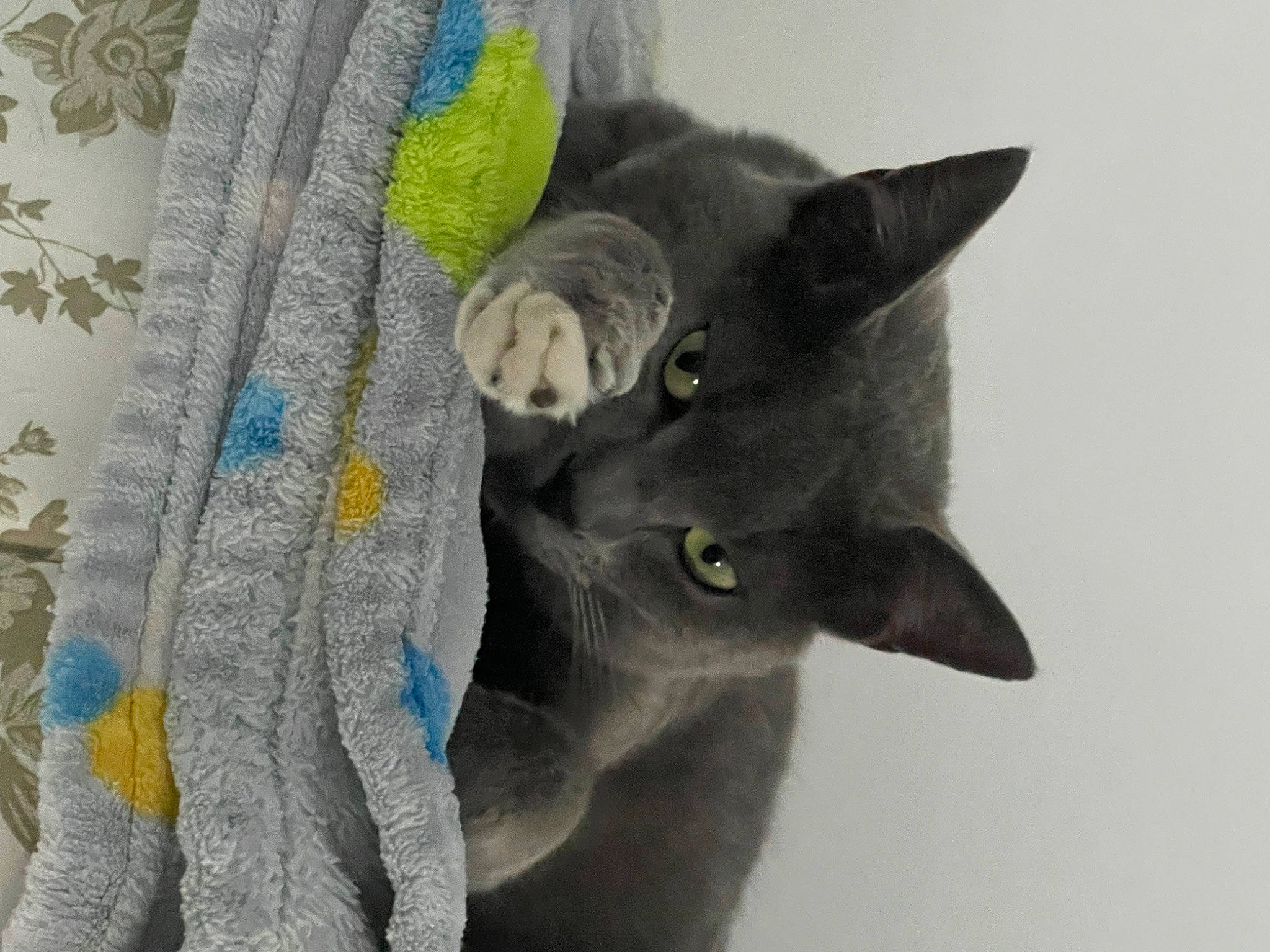 Yumi a rejoint le concours — aidez-le/la à gagner de superbes lots ! art, carnivore, cat, comfort, curtain, domestic_short_haired_cat, electric_blue, felidae, fur, grey, russian_blue, small_to_medium_sized_cats, tail, whiskers, window