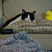 Bruno joined the competition — help win amazing prizes! cat, black_and_white, couch, pillow, plush_toy, remote_control, blanket, indoor, relaxed, resting, pet, fur, cozy, home, furniture, sleepy, knitted, soft, domestic, animal