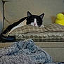 cat, black_and_white, couch, pillow, plush_toy, remote_control, blanket, indoor, relaxed, resting, pet, fur, cozy, home, furniture, sleepy, knitted, soft, domestic, animal