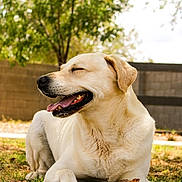 Max is registered to the contest to win money with this photo: dog, labrador_retriever, yellow_dog, grass, stick, outdoor, sunlight, happy, panting, canine, animal, pet, nature, tree, fence, daylight, ground, ears, mouth_open, paw