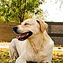 dog, labrador_retriever, yellow_dog, grass, stick, outdoor, sunlight, happy, panting, canine, animal, pet, nature, tree, fence, daylight, ground, ears, mouth_open, paw