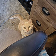 Milo is registered to the contest to win money with this photo: cat, cream_colored, carpet, drawer, wooden_furniture, chair, sock, blue_and_white, floor, pet_food, shelf, indoor, curious, looking_up, pet, domestic, feline, cozy, home, furniture