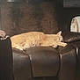 Milo is registered to the contest to win money with this photo: cat, orange_cat, sleeping, leather_chair, recliner, indoor, furniture, pet, cozy, relaxing, animal, fur, resting, home, comfort, brown, soft_light, quiet, domestic, napping