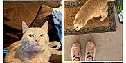 Milo is registered to the contest to win money with this photo: cat, orange_cat, black_cat, indoor, outdoor, couch, welcome_mat, porch, slippers, carpet, blanket, furniture, door, shadow, sunlight, pets, animal, relaxing, curious, collage