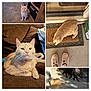 cat, orange_cat, black_cat, indoor, outdoor, couch, welcome_mat, porch, slippers, carpet, blanket, furniture, door, shadow, sunlight, pets, animal, relaxing, curious, collage