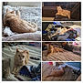 Milo joined the competition — help win amazing prizes! cat, orange_cat, indoor, bedroom, living_room, blanket, clothes, floor, couch, remote_control, toy, relaxed, lying_down, feline, pet, home, cozy, soft_lighting, collage, multiple_images