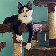 Marley is registered to the contest to win money with this photo: cat, black_and_white, cat_tree, toy_mouse, indoor, relaxed, paw, fur, pet, animal, window, scratching_post, dangling, playful, teal_wall, natural_light, feline, house_pet, resting, curious