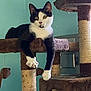 cat, black_and_white, cat_tree, toy_mouse, indoor, relaxed, paw, fur, pet, animal, window, scratching_post, dangling, playful, teal_wall, natural_light, feline, house_pet, resting, curious