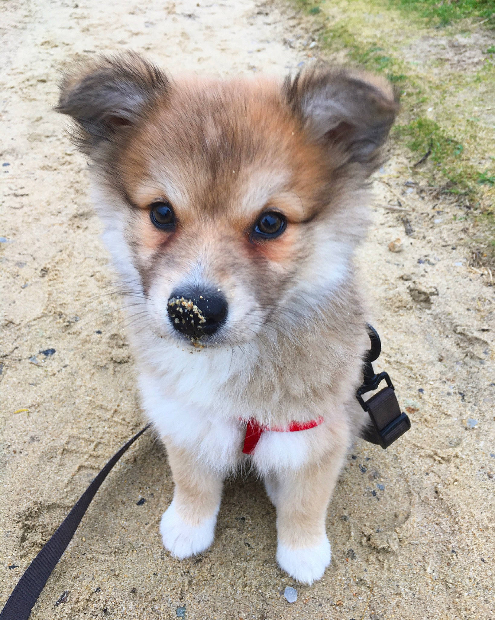 Roxanne a rejoint le concours — aidez-le/la à gagner de superbes lots ! ancient_dog_breeds, balance, canidae, carnivore, companion_dog, dog, dog_breed, fawn, fur, non_sporting_group, puppy, snout, sporting_group, terrestrial_animal, whiskers, wildlife, working_animal, working_dog