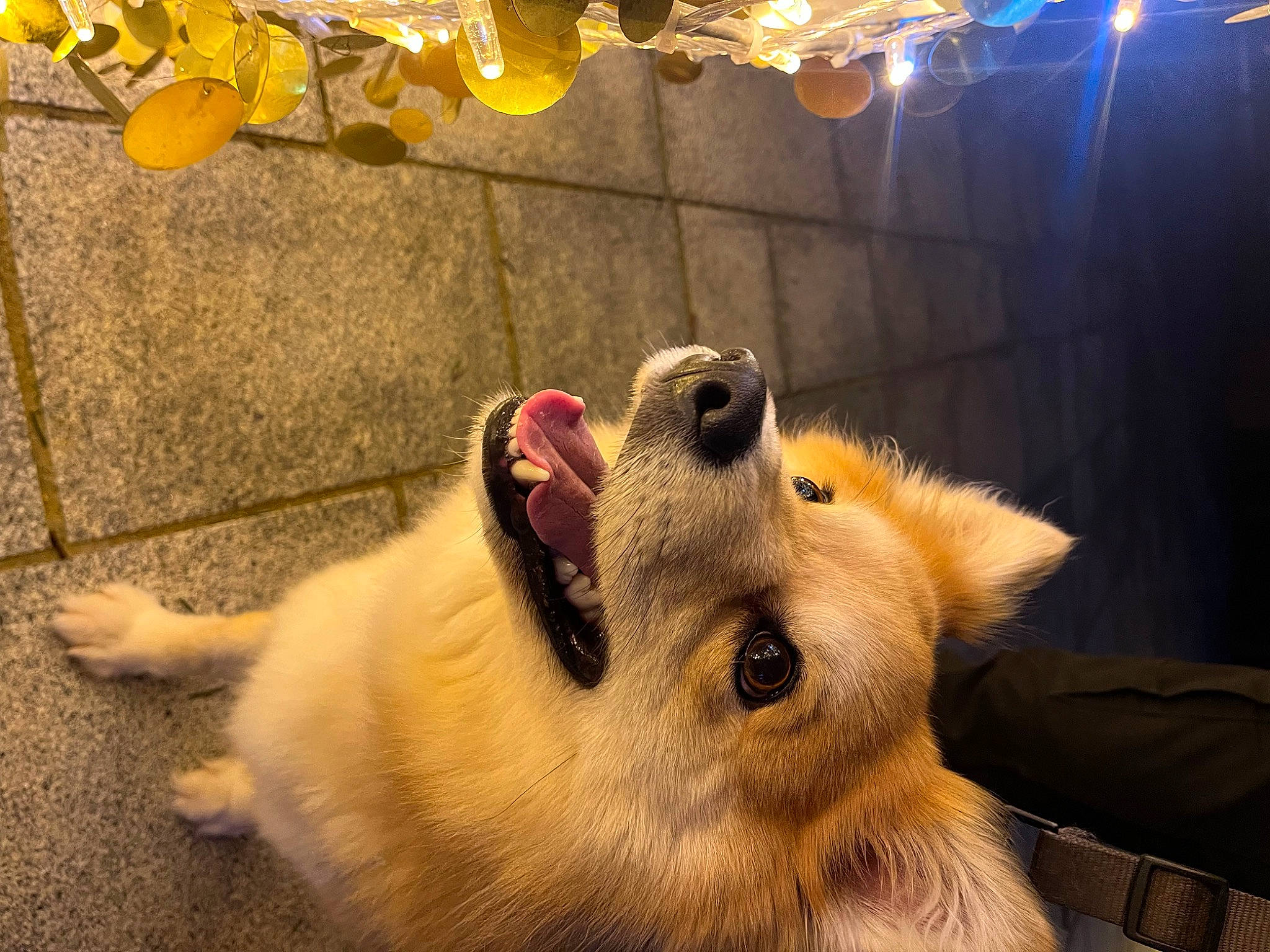 Roxanne a rejoint le concours — aidez-le/la à gagner de superbes lots ! canis, carnivore, chandelier, companion_dog, dog, dog_breed, fawn, fur, german_spitz, german_spitz_klein, german_spitz_mittel, paw, pomeranian, snout, spitz, toy_dog, volpino_italiano, whiskers, working_animal, yellow