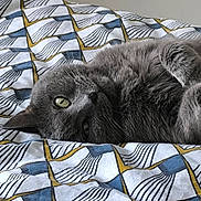 Gucci a rejoint le concours — aidez-le/la à gagner de superbes lots ! cat, gray_cat, fluffy, fur, whiskers, green_eye, lying_down, sleeping, relaxed, indoor, bed, bedspread, bedding, patterned_fabric, close_up, pet, animal, portrait, upside_down, cozy