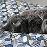 cat, gray_cat, fluffy, fur, whiskers, green_eye, lying_down, sleeping, relaxed, indoor, bed, bedspread, bedding, patterned_fabric, close_up, pet, animal, portrait, upside_down, cozy
