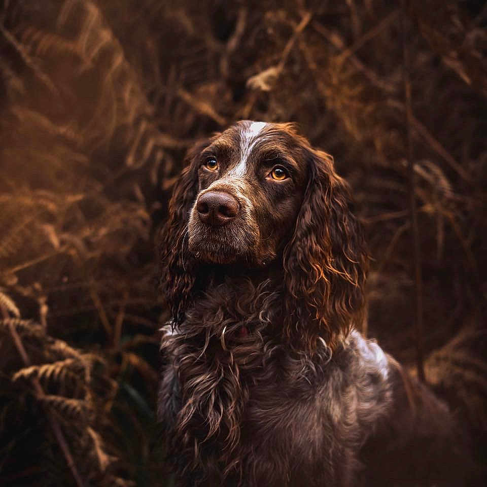Marcel
