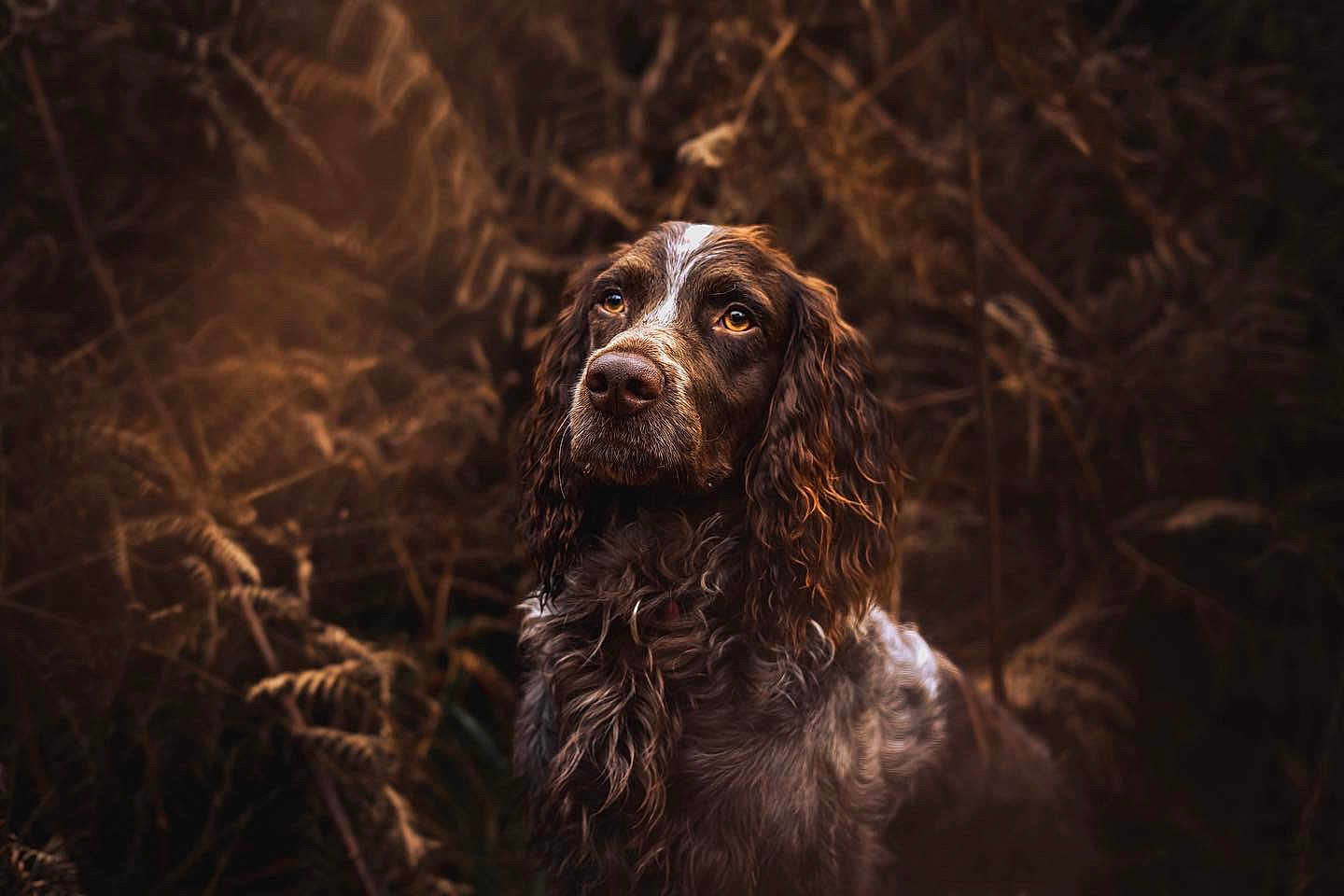 Marcel