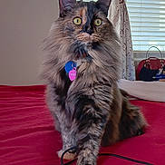 Mocha is registered to the contest to win money with this photo: cat, tortoiseshell, fluffy, pet, indoor, bed, red_bedspread, collar, tags, curtains, window, blinds, fur, whiskers, paw, alert, sitting, domestic_animal, feline, house