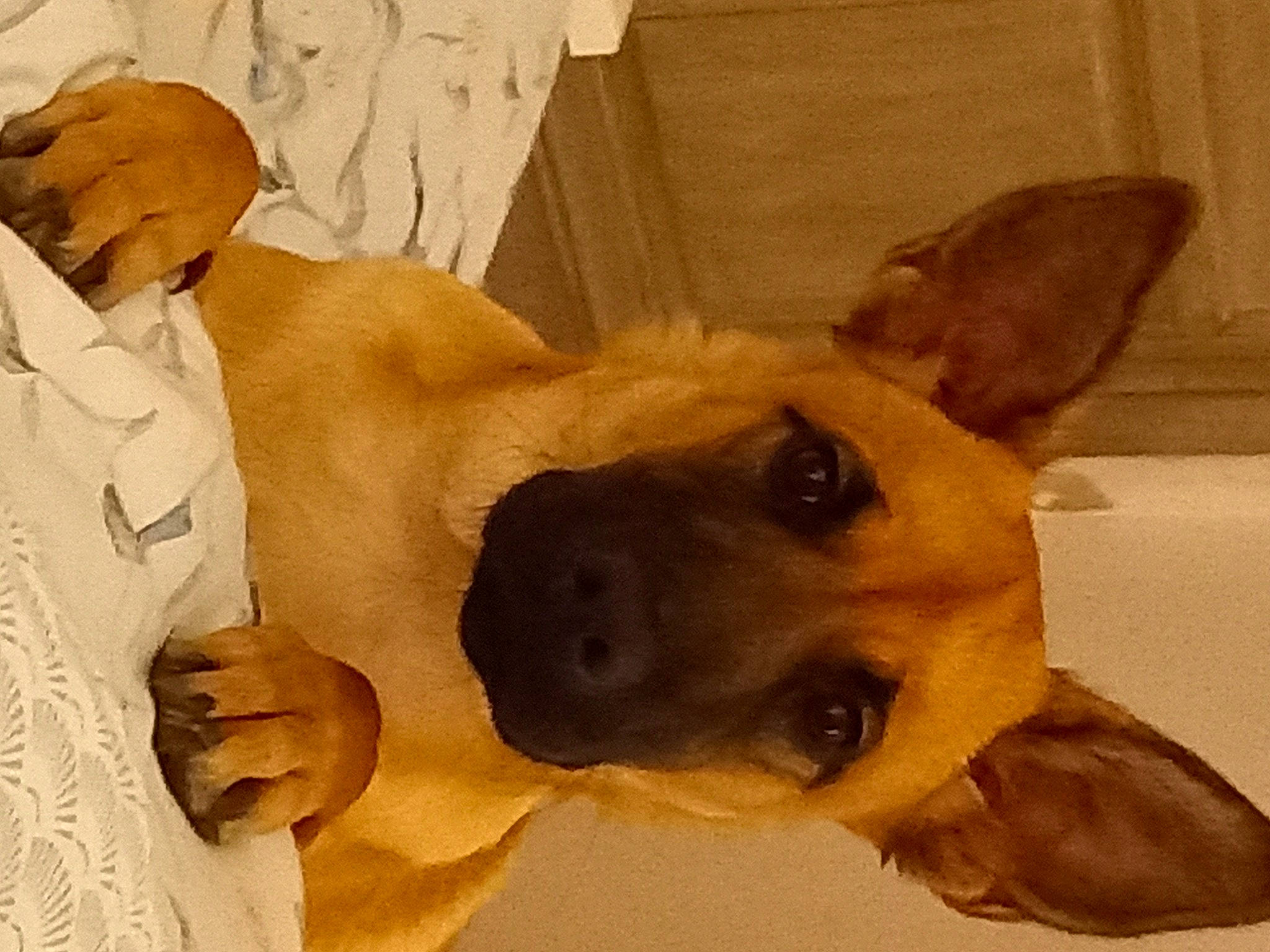 Millie participe au concours pour gagner de l'argent avec cette photo : canidae, carnivore, chest, comfort, companion_dog, dog, dog_breed, ear, fawn, fur, gesture, happy, jaw, paw, selfie, snout, sporting_group, trunk, whiskers, working_animal