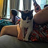 cat, person, child, indoor, window, curtains, phone, sitting, lap, plate, braids, calico_cat, furniture, relaxing, home, natural_light, eating, casual, tattoo, colorful_clothing