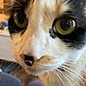 cat, close_up, whiskers, green_eyes, feline, face, pet, animal, curious, indoor, blurred_background, nose, fur, black_and_white, orange_spot, portrait, domestic_cat, close_range, cute, eye_reflection