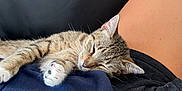 Tuna joined the competition — help win amazing prizes! cat, tabby, sleeping, paw, person, lap, couch, indoor, relaxation, fur, whiskers, ear, clothing, skin, comfort, resting, domestic, pet, animal, cozy