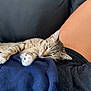 cat, tabby, sleeping, paw, person, lap, couch, indoor, relaxation, fur, whiskers, ear, clothing, skin, comfort, resting, domestic, pet, animal, cozy