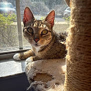 Tuna joined the competition — help win amazing prizes! cat, tabby, window, sunlight, scratching_post, pet, indoor, feline, curious, animal, whiskers, ears, paws, resting, closeup, background, screen, texture, daylight, home