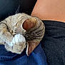 cat, tabby, paw, sleeping, cute, pet, animal, feline, whiskers, ears, fur, domestic, relaxing, lap, human, clothing, texture, skin, resting, closeup