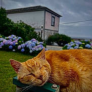 Juno joined the competition — help win amazing prizes! abyssinian, animal, architecture, backyard, building, cat, flower, flowerarrangement, flowerbouquet, garden, geranium, grass, lawn, manx, nature, outdoors, pet, plant, shelter, yard