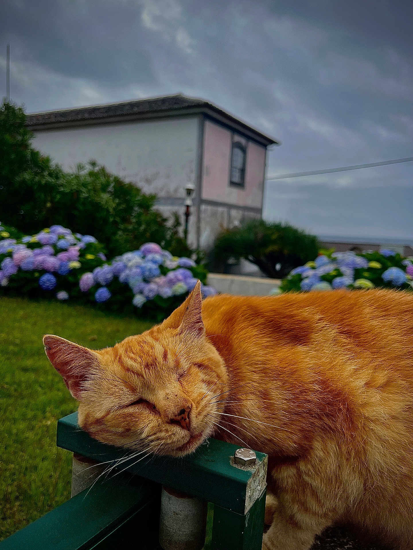 Juno