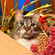 Penelope joined the competition — help win amazing prizes! cat, tabby, kitten, animal, pet, portrait, close_up, face, eyes, whiskers, ears, fur, cardboard_box, flowers, floral_arrangement, berries, leaves, indoor, colorful, curious
