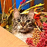 cat, tabby, kitten, animal, pet, portrait, close_up, face, eyes, whiskers, ears, fur, cardboard_box, flowers, floral_arrangement, berries, leaves, indoor, colorful, curious