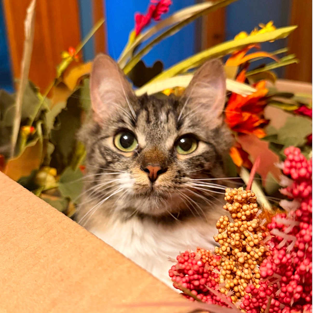 Penelope joined the competition — help win amazing prizes! cat, tabby, kitten, animal, pet, portrait, close_up, face, eyes, whiskers, ears, fur, cardboard_box, flowers, floral_arrangement, berries, leaves, indoor, colorful, curious
