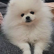 Yuki participe au concours pour gagner de l'argent avec cette photo : dog, pomeranian, puppy, fluffy, white_fur, pet, sitting, sofa, indoor, portrait, black_eyes, black_nose, paws, fur, cute, closeup, small_dog, domestic_animal, cuddly, home