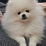 dog, pomeranian, puppy, fluffy, white_fur, pet, sitting, sofa, indoor, portrait, black_eyes, black_nose, paws, fur, cute, closeup, small_dog, domestic_animal, cuddly, home