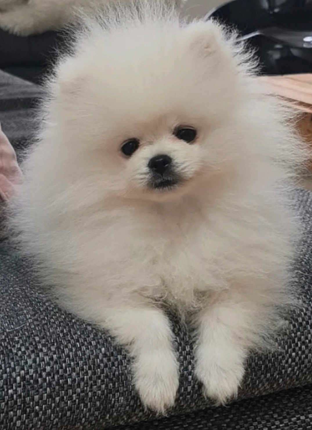 Yuki participe au concours pour gagner de l'argent avec cette photo : dog, pomeranian, puppy, fluffy, white_fur, pet, sitting, sofa, indoor, portrait, black_eyes, black_nose, paws, fur, cute, closeup, small_dog, domestic_animal, cuddly, home