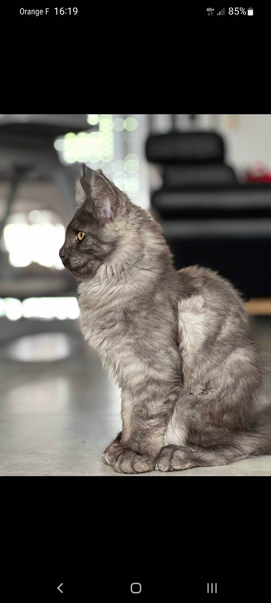 Tiara participe au concours pour gagner de l'argent avec cette photo : black_and_white, carnivore, cat, claw, domestic_short_haired_cat, eye, felidae, fur, grey, human_leg, monochrome, monochrome_photography, paw, sitting, small_to_medium_sized_cats, snout, tail, terrestrial_animal, whiskers, wildlife