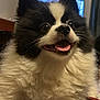 Timmy joined the competition — help win amazing prizes! dog, pomeranian, fluffy, black_and_white, tongue, close_up, pet_portrait, indoor, fur, nose, eyes, whiskers, smiling, cute, companion, domestic_animal, happy, portrait, animal_face, small_breed