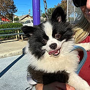 Timmy joined the competition — help win amazing prizes! dog, puppy, pomeranian, black_and_white, fur, tongue_out, close_up, pet, person, hand, sunglasses, leash, park, playground, swing_chain, bench, sunny, outdoor, smile, portrait